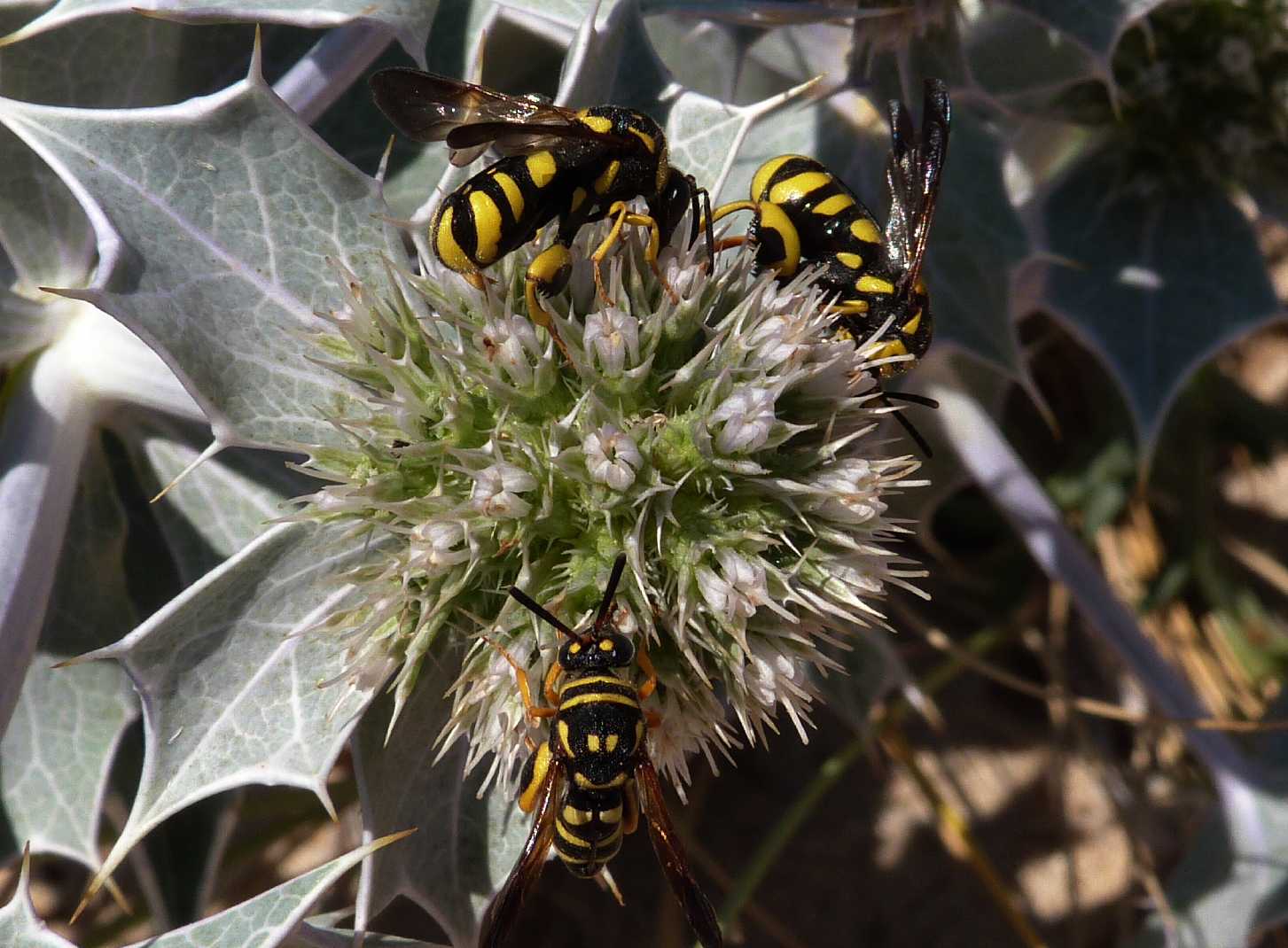 Femmina di piccolo Leucospis sp.